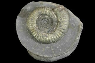 Pyrite Replaced Ammonite (Dactylioceras) Fossil - England #149808
