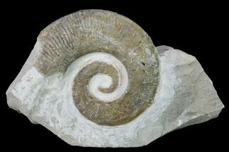 Cretaceous Ammonite (Crioceratites) Fossil - France #153138