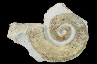 2.7" Cretaceous Ammonite (Crioceratites) Fossil - France - Fossil #153145