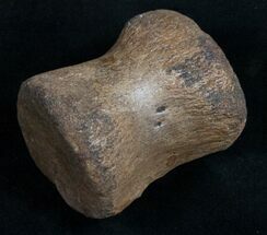 Pachycephalosaurus Tail Vertebrae - Montana #10447