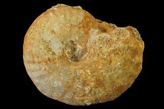 Callovian Ammonite (Paracildia) Fossil - France #153160