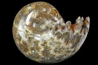 3.4" Polished, Agatized Ammonite (Phylloceras?) - Madagascar - Fossil #149230