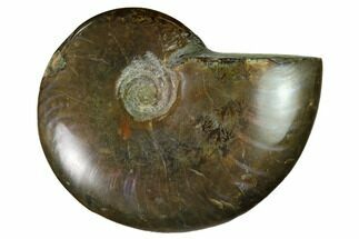 Red Flash Ammonite Fossil - Madagascar #151682