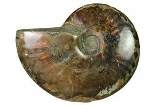 Red Flash Ammonite Fossil - Madagascar #151651