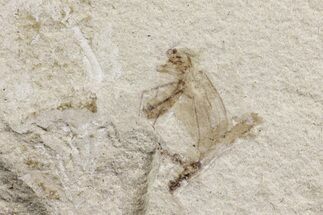 Fossil Fly, Crane Fly and Beetle - Green River Formation, Utah #108830