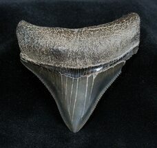 Very Serrated Inch Posterior Megalodon Tooth #1670