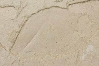Fossil Leaf (Leguminosae?) - Green River Formation, Utah #111428