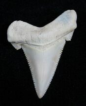 Gorgous Summerville Angustiden Tooth #1677
