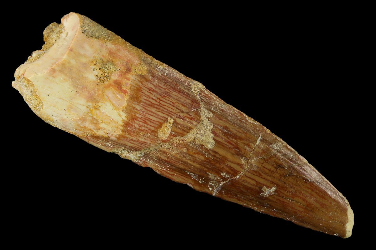 authentic dinosaur tooth