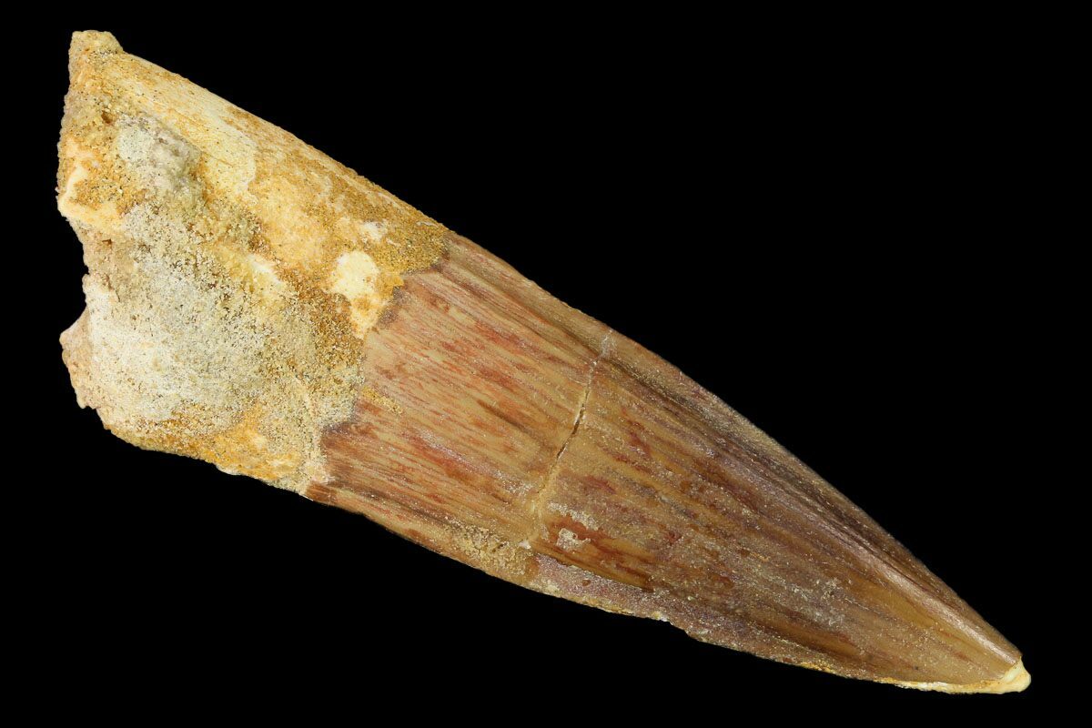 spinosaurus tooth fossil