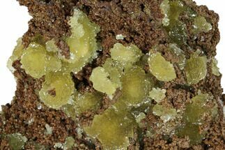Yellow-Green Austinite Crystal Formation - Durango, Mexico #154725