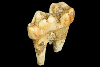Cave Bear (Ursus) Fossil Tooth - L'Herm, France #154866
