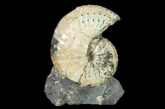 Discoscaphites Gulosus Ammonite - South Dakota #155432