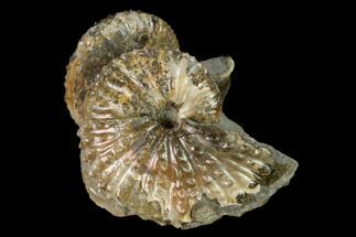 Two Species Of Hoploscaphites Ammonites Back To Back - South Dakota #155434
