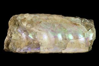 Very Iridescent Fossil Baculites Section - South Dakota #155436