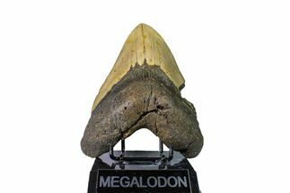 Fossil Megalodon Tooth - + Foot Prehistoric Shark #147789