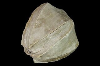 Blastoid (Pentremites) Fossil - Tennessee #155908