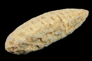 1.8" Agatized Seed Cone (Or Aggregate Fruit) - Morocco - Fossil #155031
