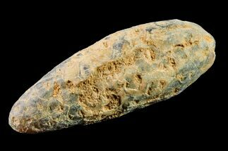 1.7" Agatized Seed Cone (Or Aggregate Fruit) - Morocco - Fossil #155016