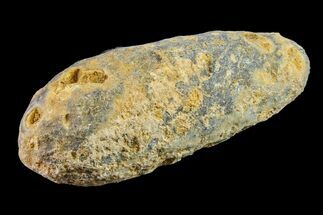 1.7" Agatized Seed Cone (Or Aggregate Fruit) - Morocco - Fossil #155097