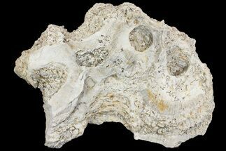 13" Cretaceous Rudist (Durania) Colony - Kansas - Fossil #155961