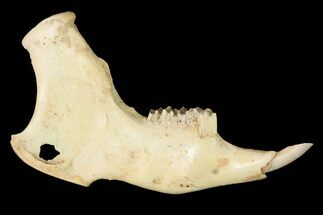 Fossil Pika (Prolagus) Jaw - France #155958