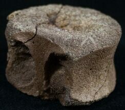 Unidentified Dinosaur Vertebrae - Hell Creek Formation #10586