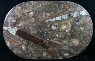 Orthoceras & Goniatite Fossil Serving Tray #10610