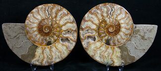 Gorgeous Agatized Ammonite Pair #10631