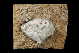 Fossil Crinoid (Periechocrinites) Plate - Missouri #156785