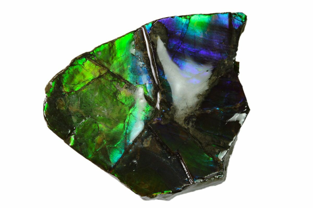 1.55" Iridescent Ammolite (Fossil Ammonite Shell) Alberta, Canada