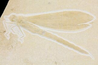 Huge, Fossil Dragonfly (Isophlebia) - Solnhofen Limestone #157227
