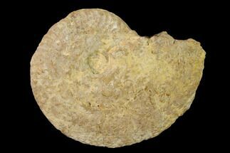 Jurassic Ammonite (Taramelliceras) Fossil - France #157224