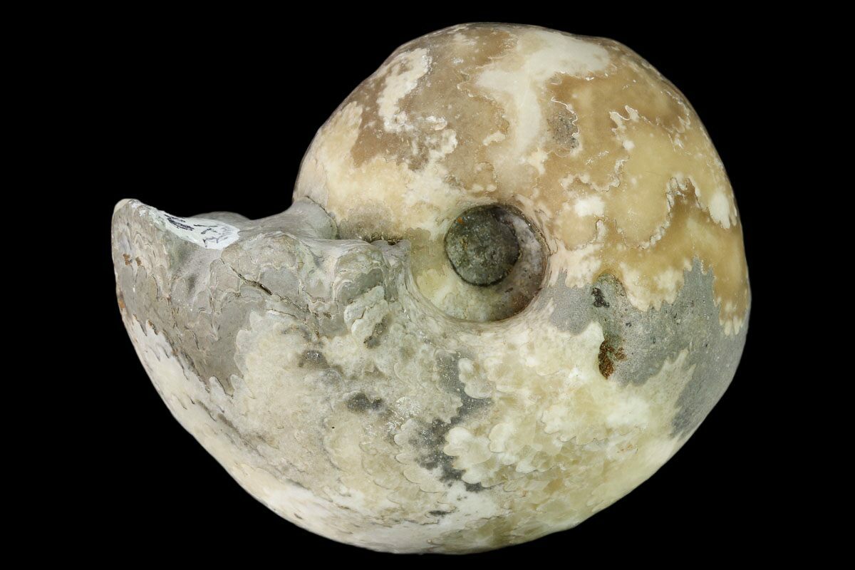 FSE972 ✔Genuine ✔UK Seller Rare Fossil Nigeria Ammonite Vascoceras  Cretaceous 