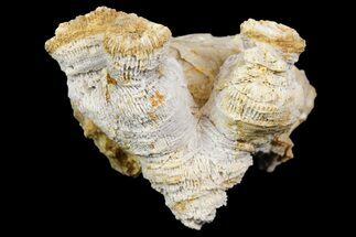 Jurassic Coral Colony (Thecosmilia) Fossil - Germany #157309