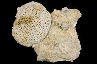 Fossil Coral Colony (Stylina & Thecosmilia) Association - Germany #157317