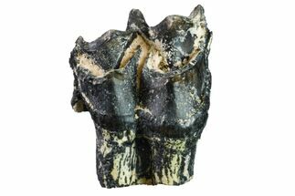 Oreodont (Merycoidodon) Tooth - South Dakota #157350