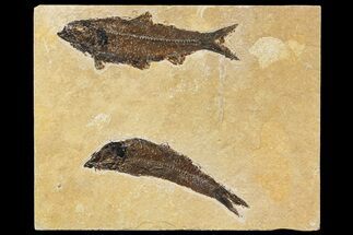 Plate With Two Large Knightia Fossil Fish - Wyoming #158600