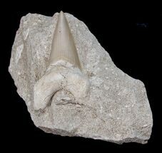 Great Otodus Fossil Shark Tooth In Matrix #1726