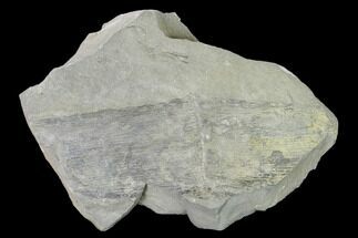 7.8" Pennsylvanian Horsetail (Calamites) Plate - Kentucky - Fossil #158695
