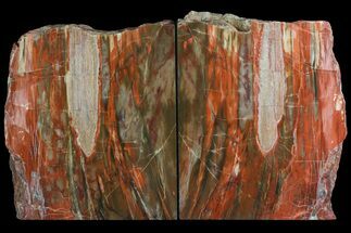 Tall, Vibrant Petrified Wood Bookends - Madagascar #158915