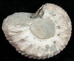 Great Britain Ammonite Fossils For Sale - FossilEra.com