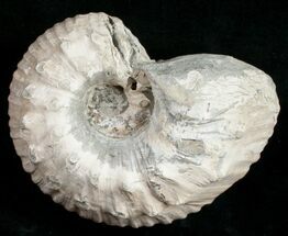 Fossils For Sale - Under $50 - FossilEra.com