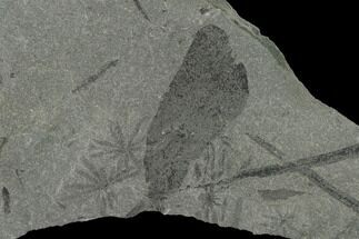 Fossil Flora (Macroneuropteris & Annularia) Plate - Kentucky #158812