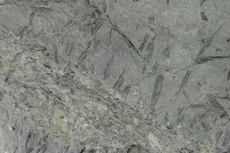 Fossil Lycopod Tree Root (Stigmaria) - Kentucky #158814
