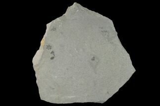 5.7" Pennsylvanian Fossil Horsetail (Sphenophyllum) Plate - Kentucky - Fossil #158818