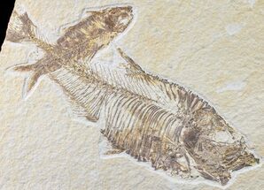 Fossil Fish (Diplomystus) With Knightia - Green River Formation #159071