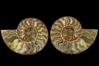 Agate Replaced Ammonite Fossil - Crystal Pockets #158332