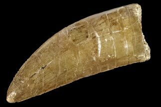 Serrated Carcharodontosaurus Tooth - Thick Tooth #159469