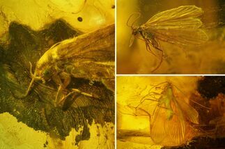 Three Fossil Caddisflies and Two Flies in Baltic Amber #159800